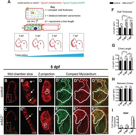 Rapamycin Attenuates Pathological Hypertrophy Caused By An Absence Of