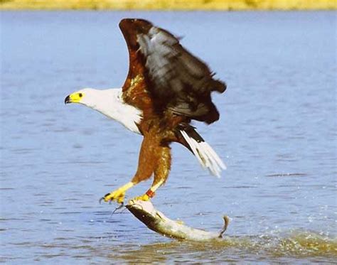 Bald Eagle: Information (Facts + Diet + Habitat) - Science4Fun