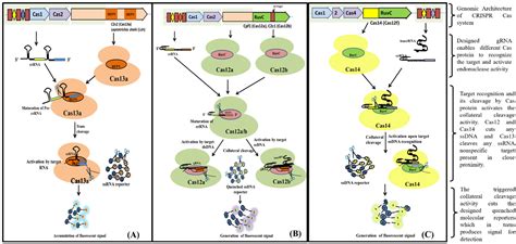 Mechanism Of Crispr Cas Based Detection Encyclopedia Mdpi