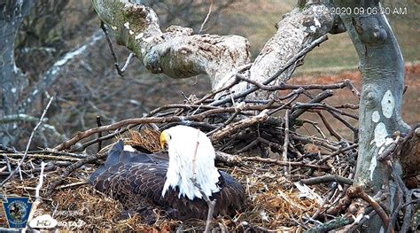 Watch Live Pennsylvania Bald Eagles Nest Cameras ABC27