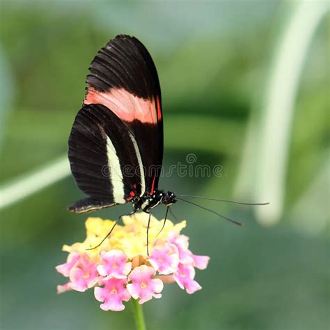 Cyrbia Rojo Del Erato De Heliconius De La Mariposa Del Cartero Foto De