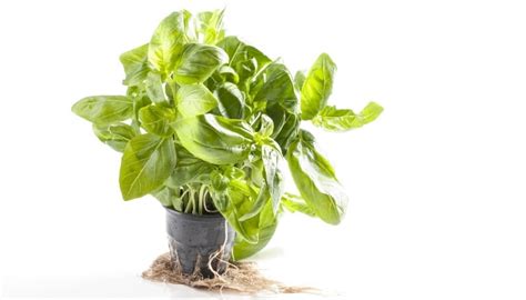 Best Pot Size For Basil Complete Guide And Growing Tips Rennie Orchards