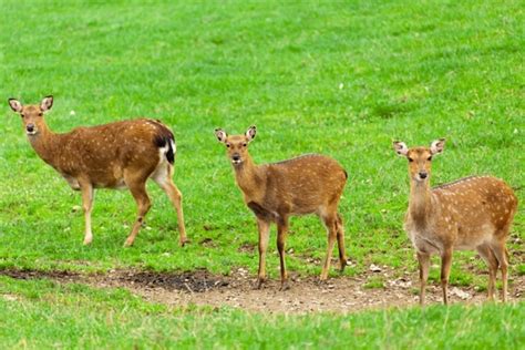 Wild animal deer free stock photos download (6,371 Free stock photos ...