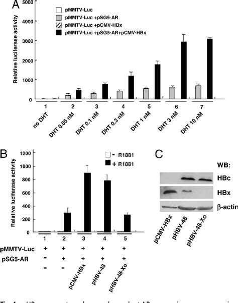 Figure From Hepatitis B Virus X Protein Enhances Androgen Receptor