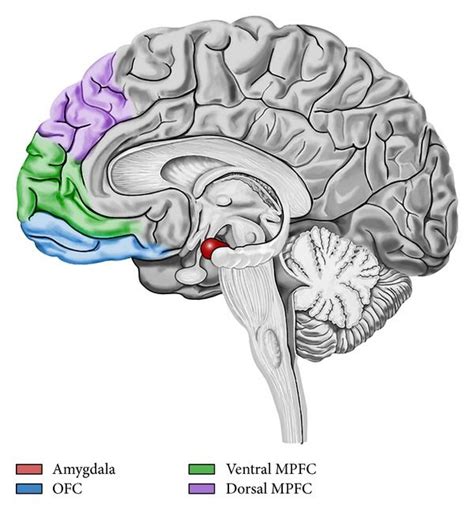 Medial Prefrontal Cortex