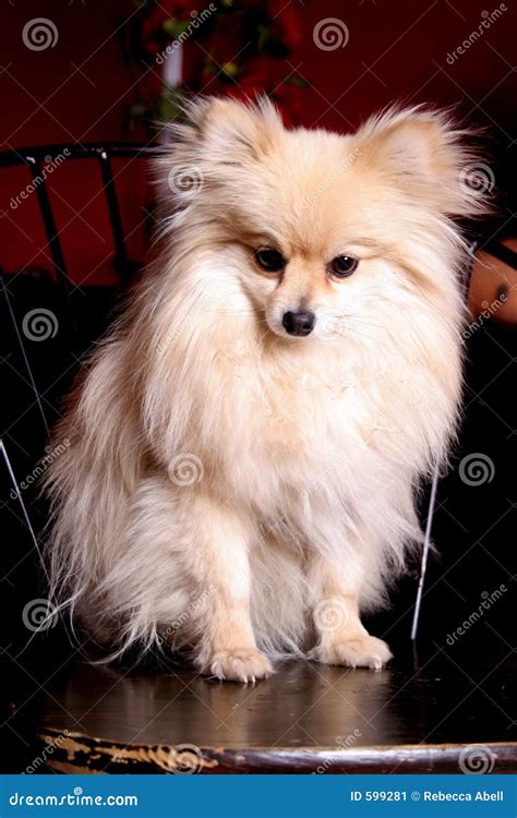 Miniature Pomeranian stock image. Image of haired, portrait - 599281