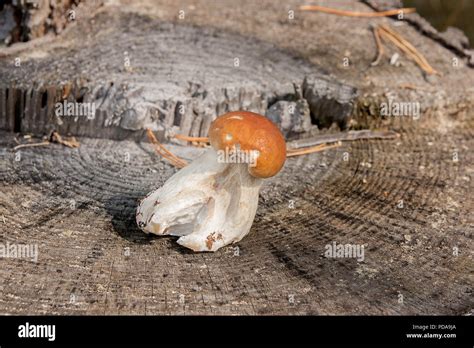 Cosechada En Oto O Incre Ble Hongo Comestible Boletus Edulis King