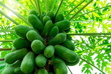 Organic Green Papaya And Leaves On Tree Papaya Fruit On Tree In The