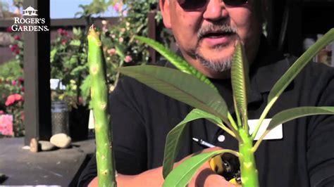 Can You Root Plumeria Cuttings In Water