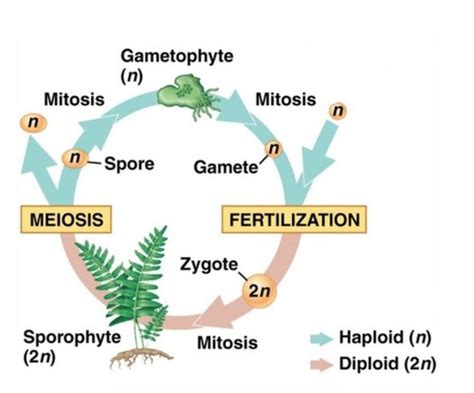 Chapter Biol Flashcards Quizlet