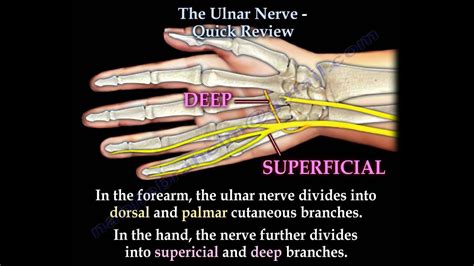 Ulnar Nerve Branches