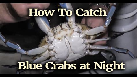 How To Catch Blue Crabs At Night Youtube