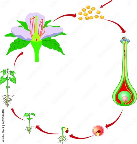 Vector Illustration of a Flower Pollination, Reproduction in Plant ...