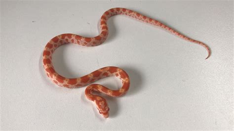 Albino Corn Juvenile Male – Exotic Pet Store