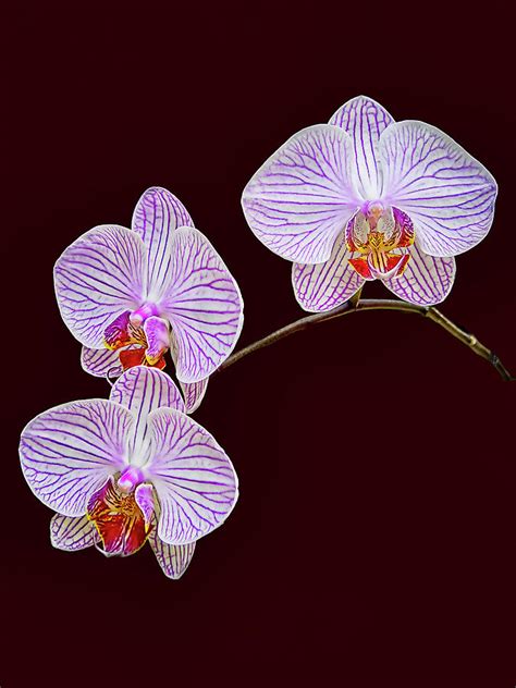 Moth Orchids 2 Photograph By Marcia Colelli Pixels