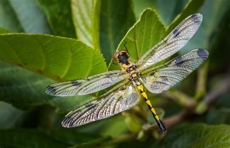 Odonata Photos Stock Photos Pictures And Royalty Free Images Istock