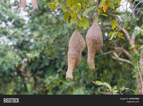 Baya Weaver Bird Nest Image & Photo (Free Trial) | Bigstock