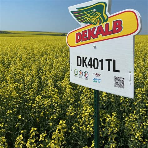 New Canola Hybrids For Grainews