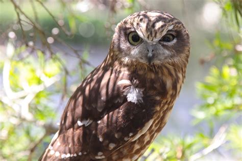 Ruru Morepork Birds Of Polhill Reserve · Inaturalist