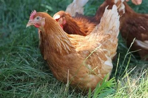 Cómo determinar la edad de un pollo signos y diferencias entre un