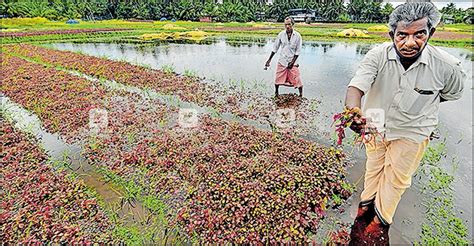 കണ്ണീർക്കൊയ്ത്ത് കർഷകരുടെ പ്രതീക്ഷകൾ തകിടം മറിച്ചെത്തി കനത്ത മഴ