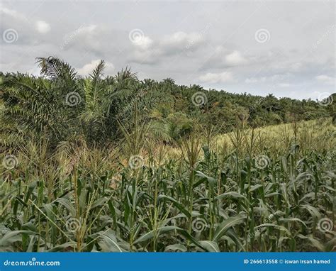 Corn Plantation On Sloping Land Stock Photo Image Of Corn Prairie