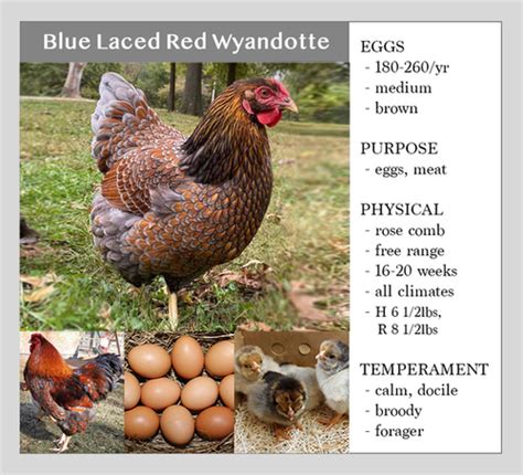 Blue Laced Red Wyandotte Chase Hatchery