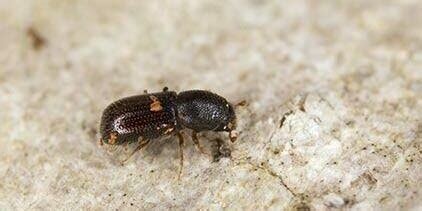 What is a Bark Beetle?