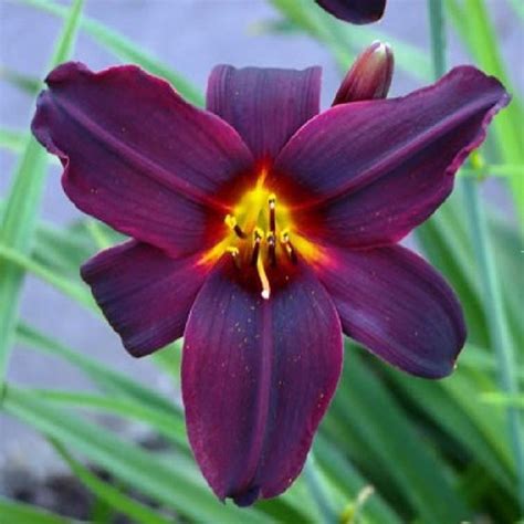 6x Daglelie Hemerocallis ‘american Revolution Pot 9x9cm Bol