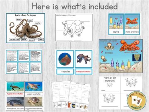 Parts Of Octopus Life Cycle Types Nomenclature 3 Part Cards Facts