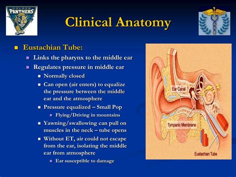 Anatomy Of Eustachian Tube