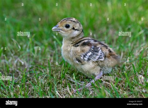 baby pheasant uk  res stock photography  images alamy