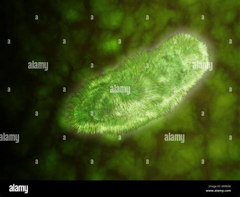 Pathogenic Protozoa Examples