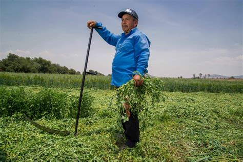 Mayor Cosecha De Frutas Hortalizas Y Forrajes Impulsan Producci N