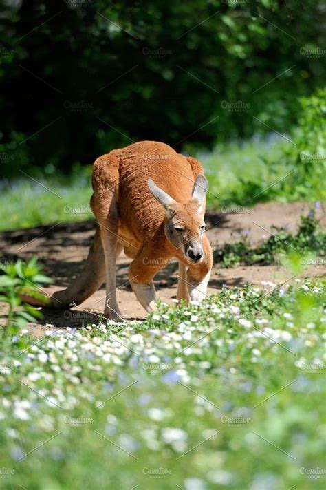 Kangaroo featuring kangaroo, australian, and closeup