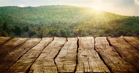 The Rise Of A Pioneering Entrepreneur: Sybil Robson Orr's Thriving Empire