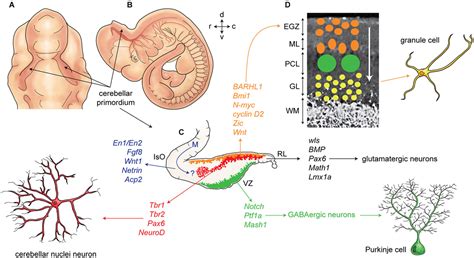 Frontiers Cellular Commitment In The Developing Cerebellum