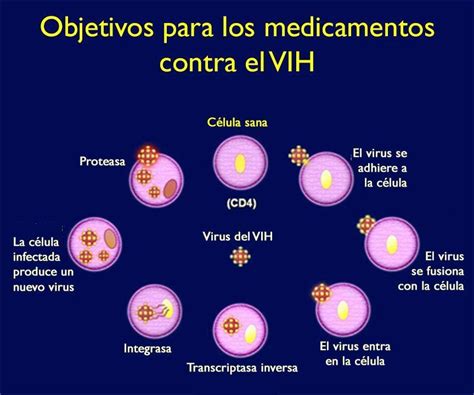 Los Medicamentos Contra El Vih Y El Ciclo De Vida Del Vih By The Well Project Issuu