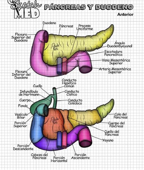 Pin de Dafhnehernandes en Medicina Anatomía médica Libros de