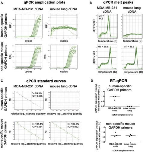 Human Specific Gapdh Qrt Pcr Is An Accurate And Sensitive Method Of