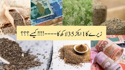 How To Grow White Zeera Sufaid Zeera Cumin Seeds Zeeray Ka 1 Acre