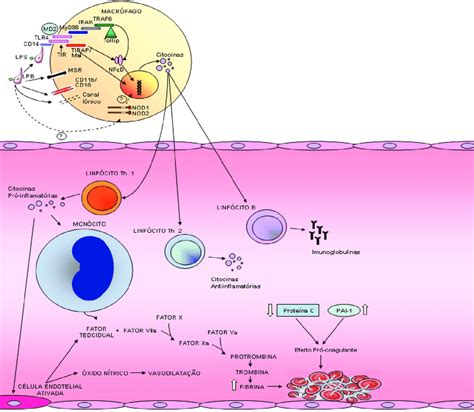 Sepse Foco Pulmonar Cid BRAINCP