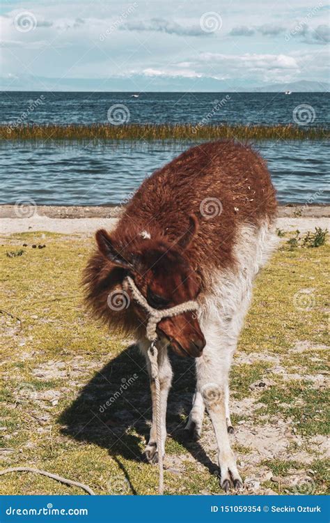 Llamas In A Field Of Salar De Uyuni In Bolivia Stock Photo Image Of