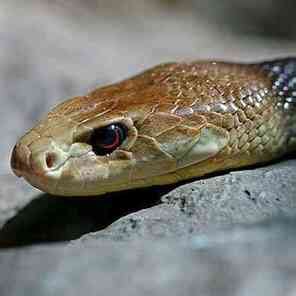 Coastal Taipan - Snake Facts