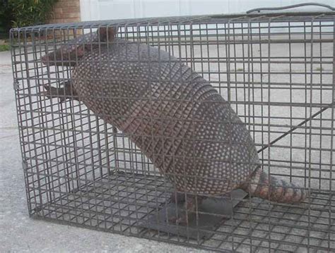 Armadillo Trap - How to Trap Armadillos