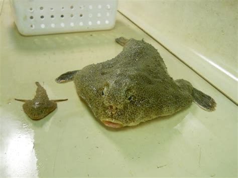 Batfish - Florida Go Fishing