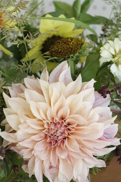 How To Grow Cafe Au Lait Dahlias — The Kokoro Garden