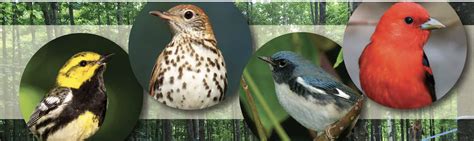 Usda Awards 2m Grant To Expand Bird Friendly Habitat Program