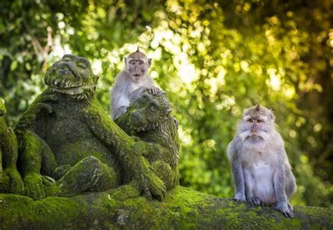 Visitbali Meeting The Wild Monkeys Of Ubud Monkey Forest