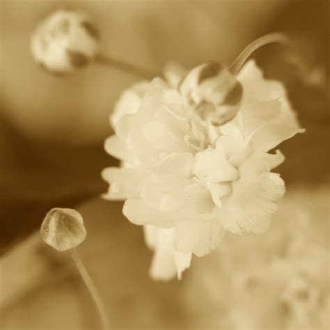 Gypsophile sépia Laetiss P Flickr